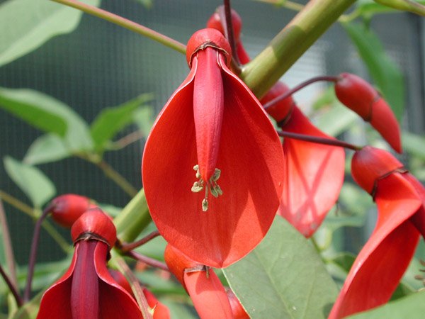 Erythrina crista-galli